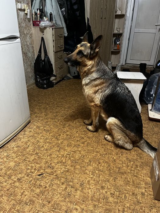 Шенки немецкой овчарки