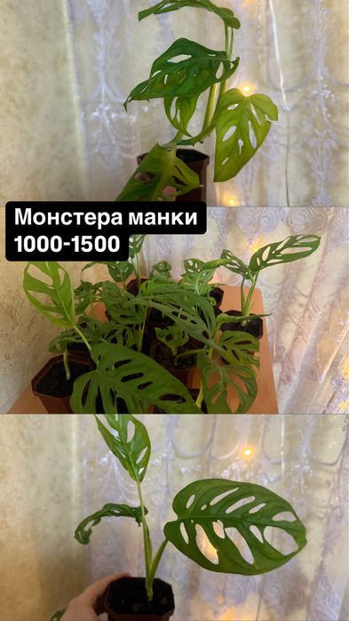 Домашние растения