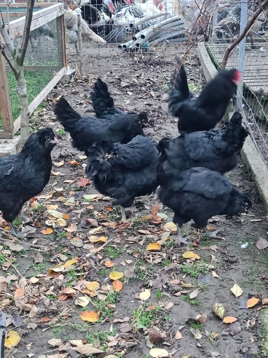 Oua incubație araucana britanica