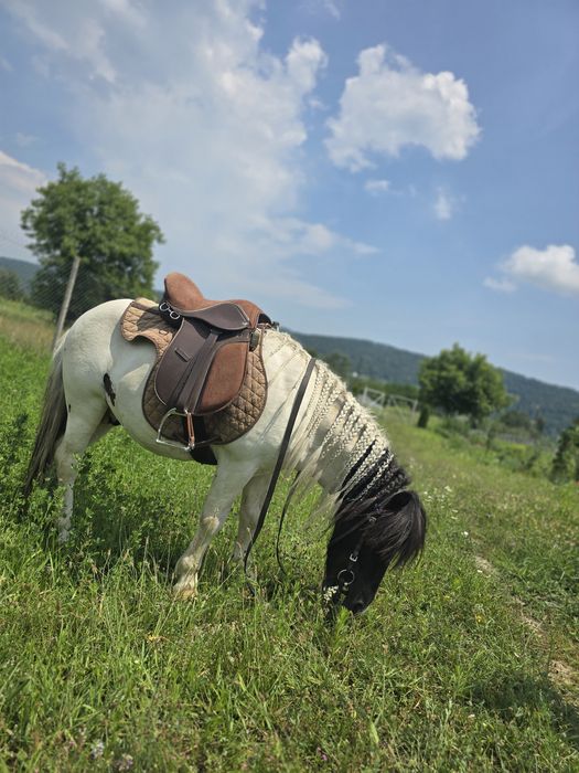 Vand ponei armăsar de 6 ani.