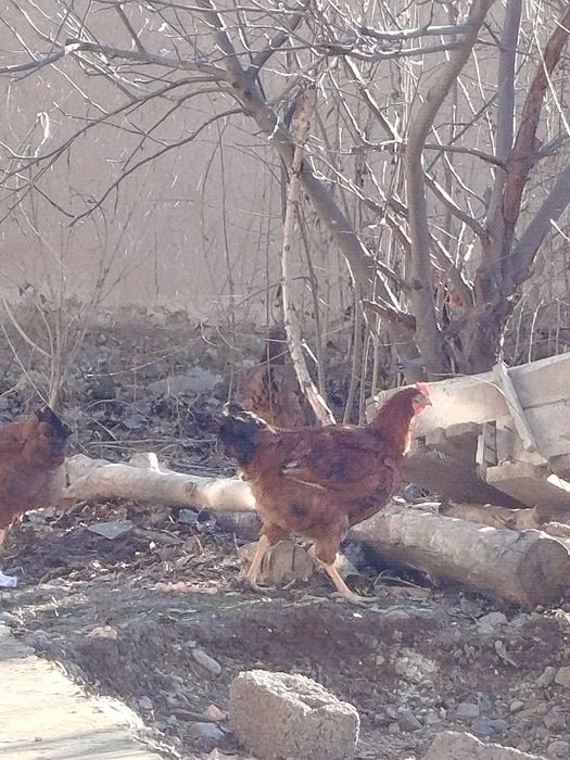 Xanxayap xoʻrozlari