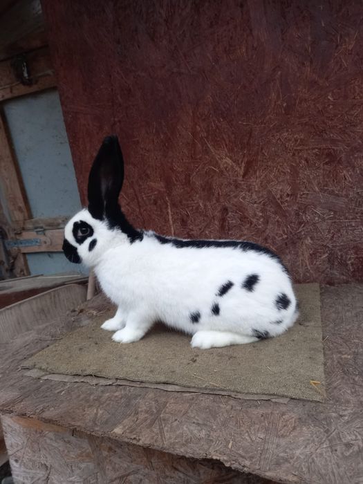 Femele fluture german