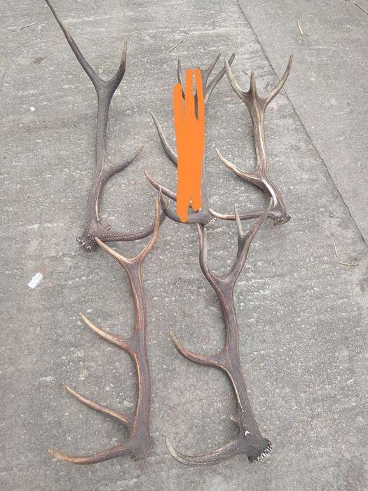 Coarne de cerb 250-400 lei buc