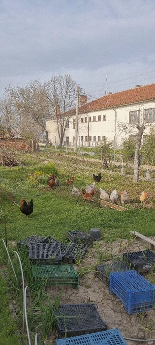 Яйца от селски пасящи кокошки!