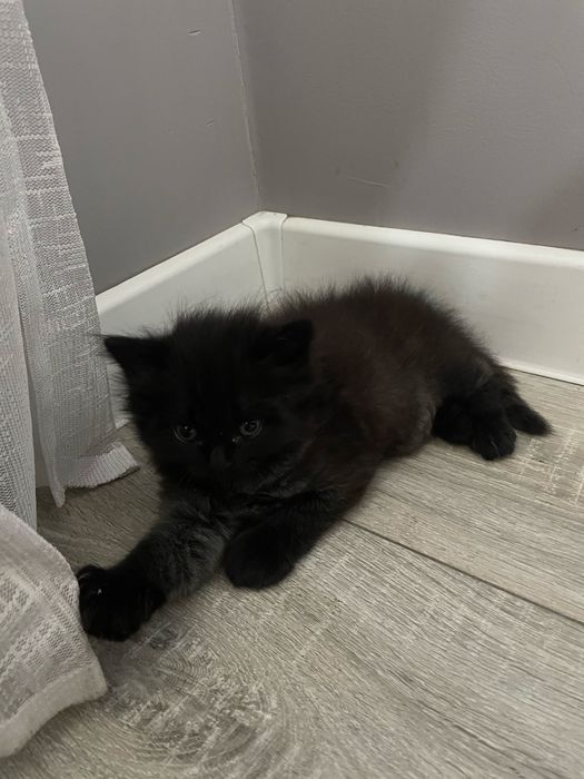 Котенок | кошка | котенка