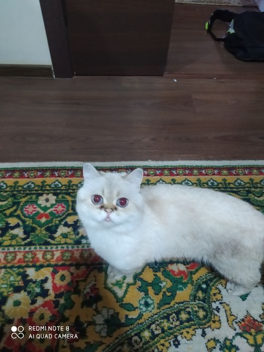 Oʻgil bola mushuk vyazkaga