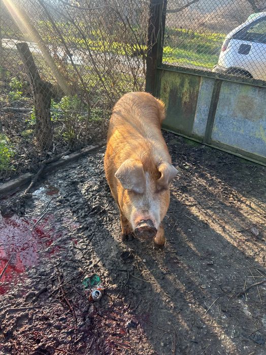 Продава се прасето на снимките