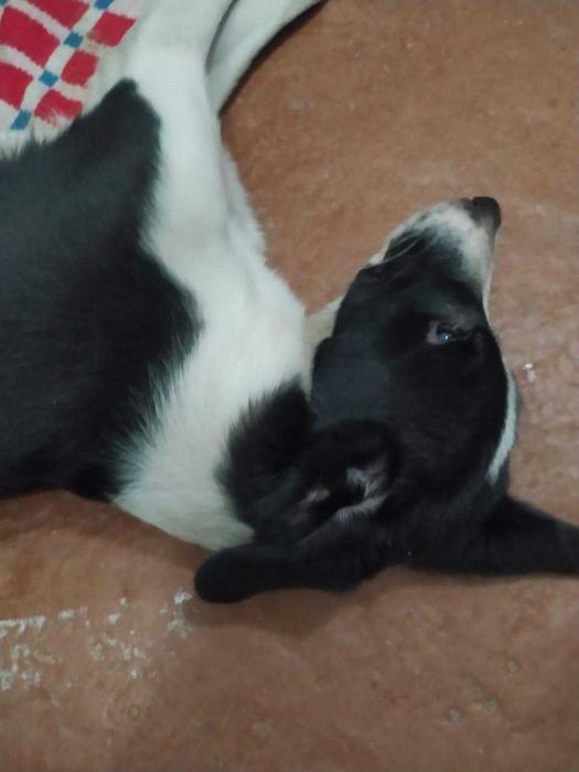 Прибился щенок. Нужен дом!