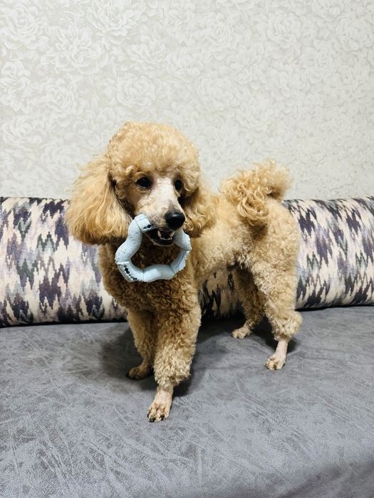 Милый красавчик ищет спутницу