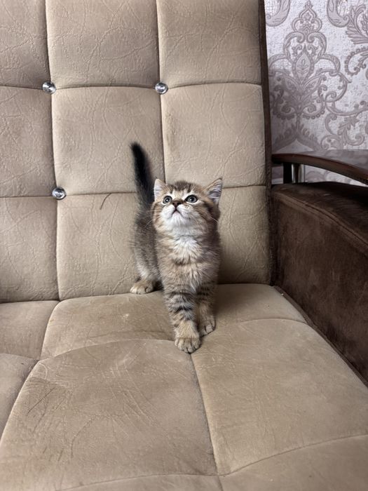 Срочно продается золотая шиншила британец