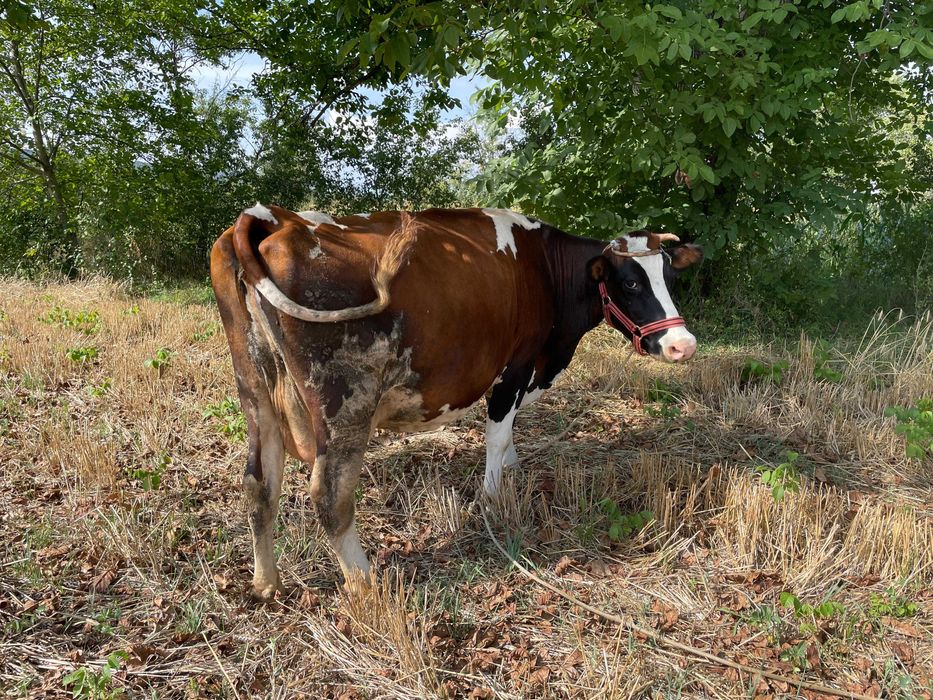Vacă Holestein de 9 ani, 20 litrii de lapte zilnic