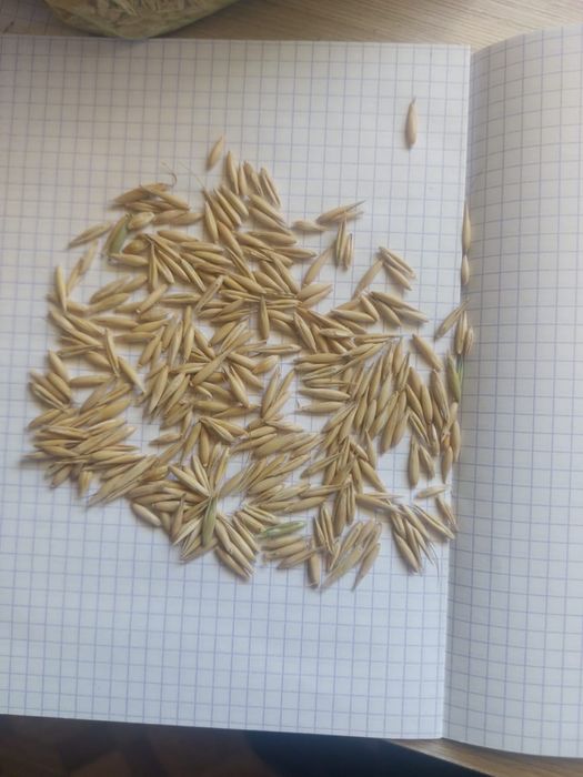 Сулы овес, пшеница, ячмень , сечка, отход