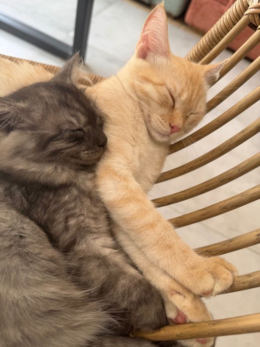 Котенок в добрые руки.