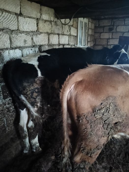 Продам Бычоков 1 лет.