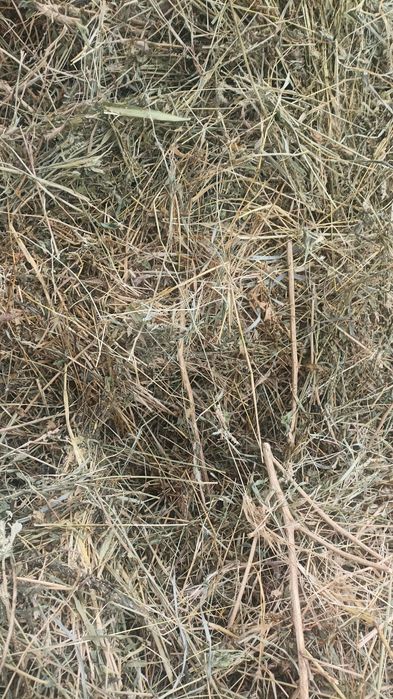 Жоңышқа шөп аралас өтте жаксы.