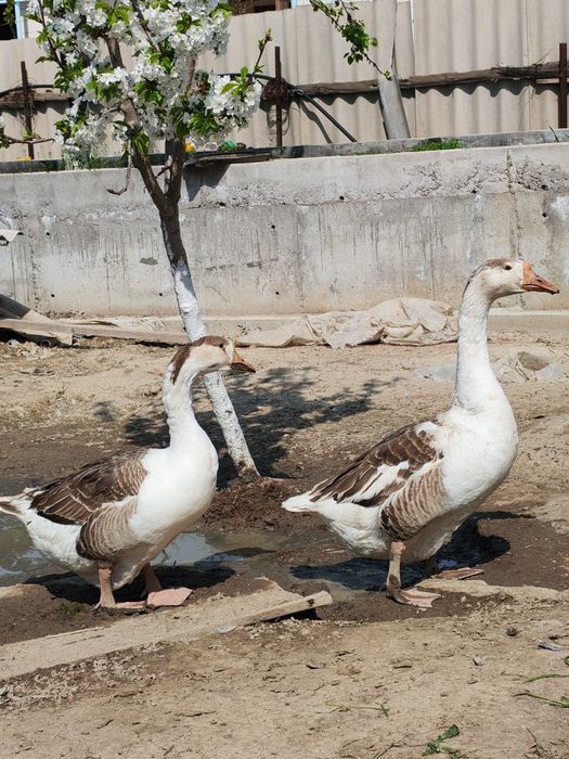 Гусиные яйца 9000. индюшиные 7000