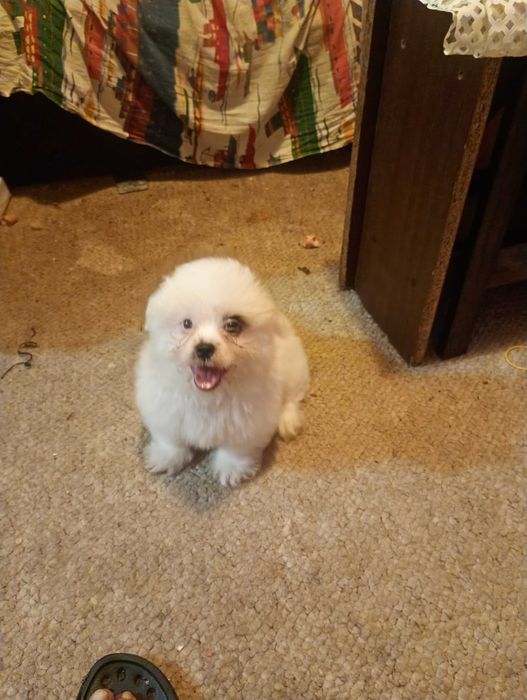 Cine vrea cățeluși au două luni