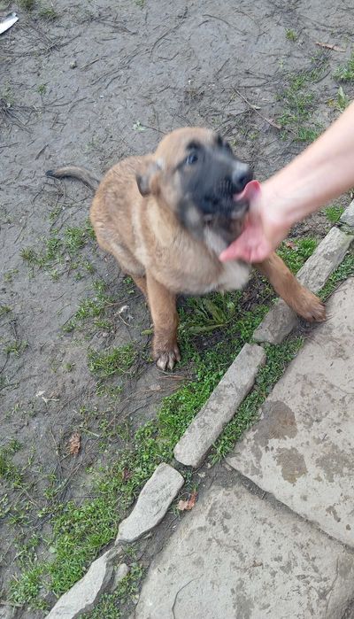 Белгийска овчарка малиноа