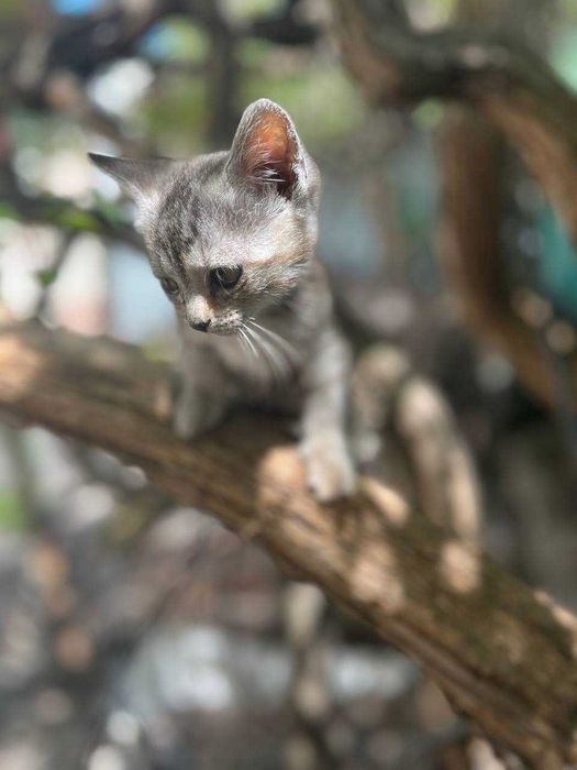 Котята бесплатно даром