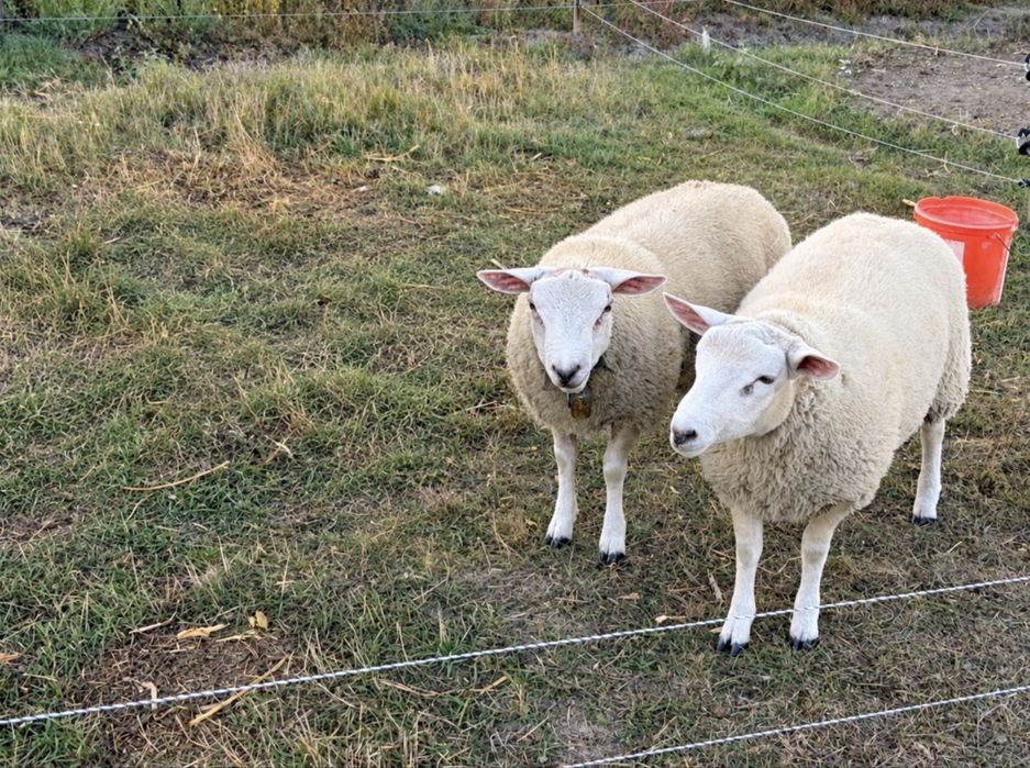 Vand berbeci texel