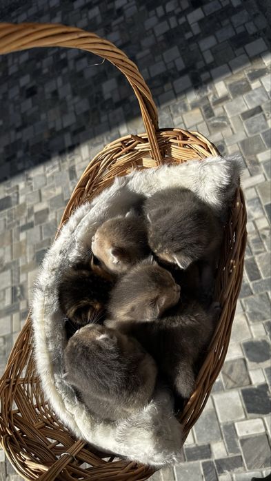 Открыт брон на котят