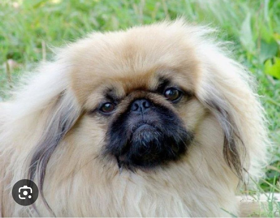 Пекинес на вязку!