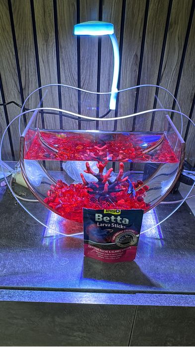 Рыба,подарок,аквариум,рыба в аквариуме,подарок для девушку
