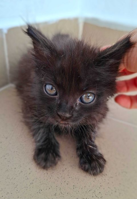 Adoptie pisica pui de pisica negru Pami