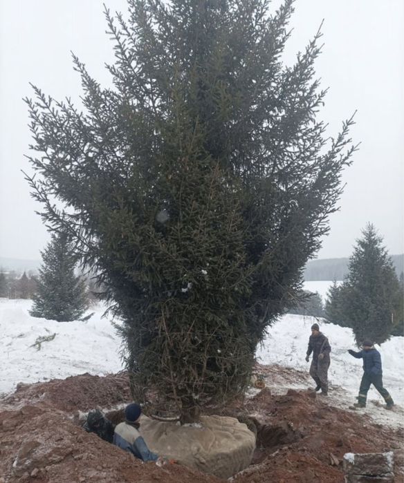 КРУПНОМЕРЫ: сосны, ели голубые, ели сибриские