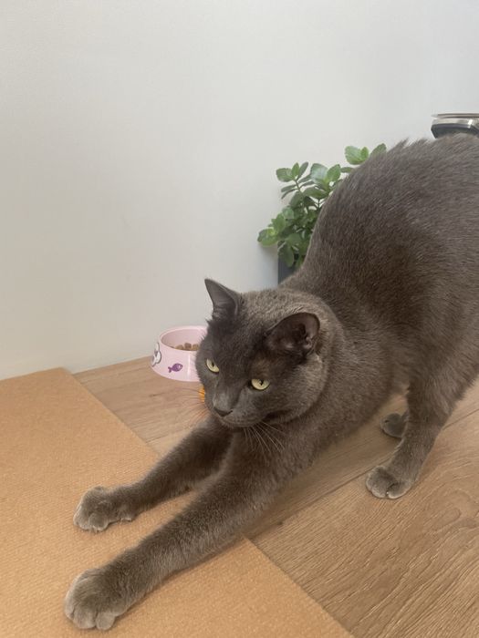 Отдам в хорошие руки кота