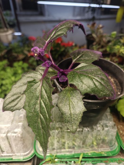 Гинура,комнатный цветок