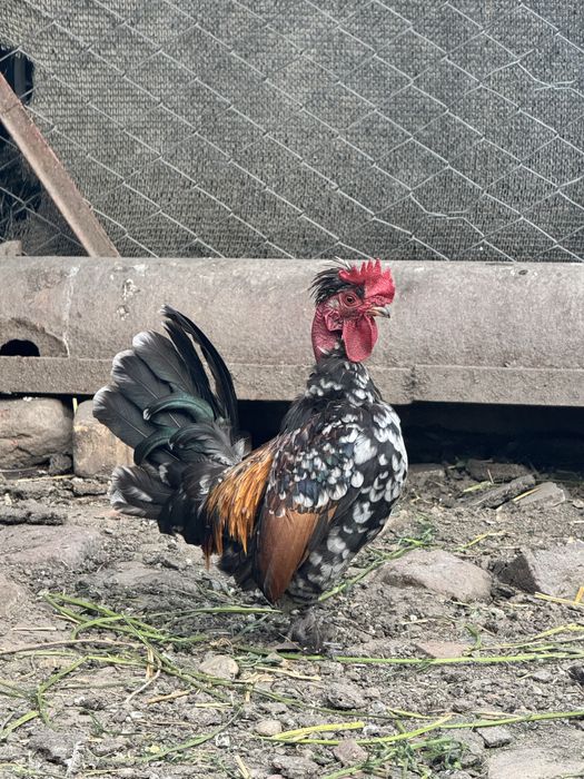 Vand cocosei si gaini pitice