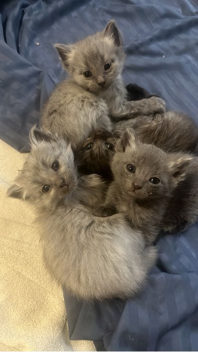 котята мальчики и девочки