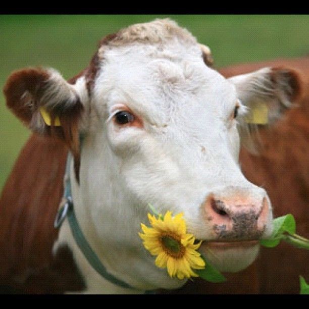 Плющелка вальцовая зерна на 380в