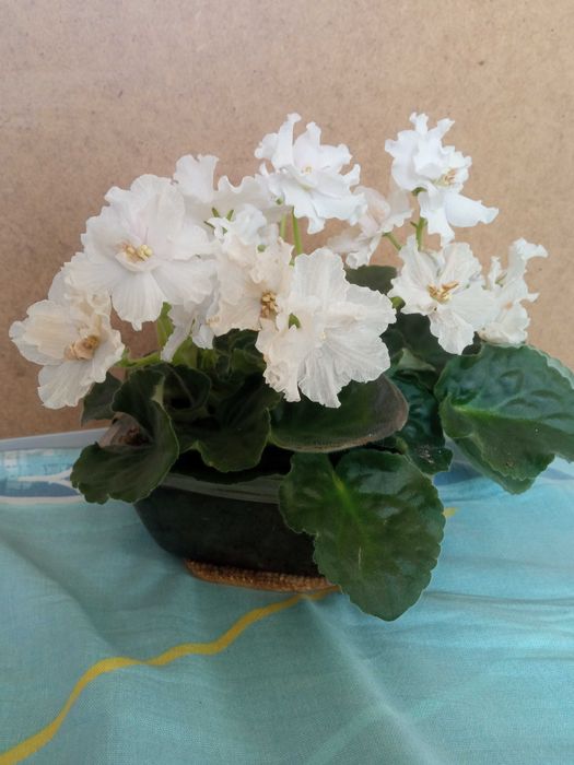 Продам цветы фиалки