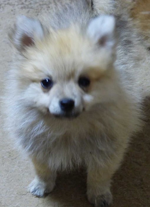 Vind Spitz-Pomeranian , baiat