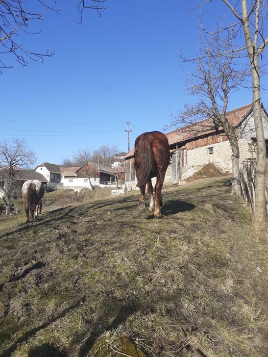 Vand manza de 2 ani