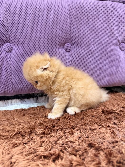 Шотланский скоттиш фолд!