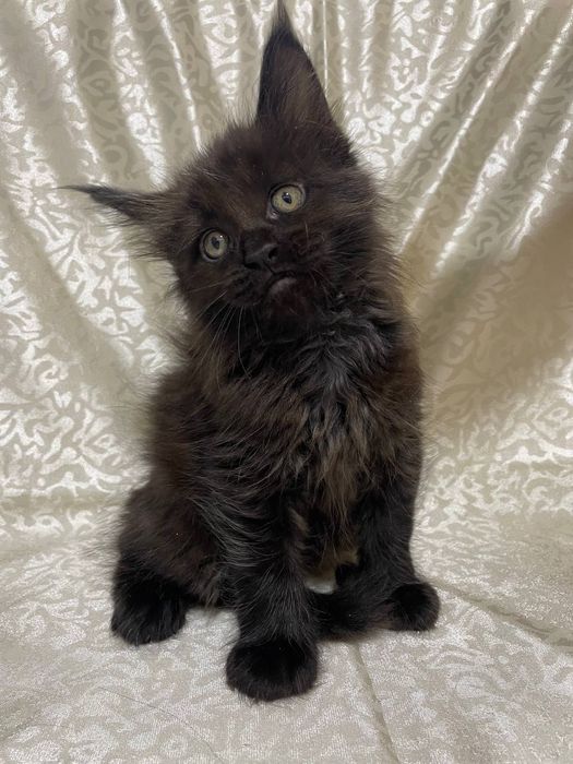 Продаются котята Мейн кун