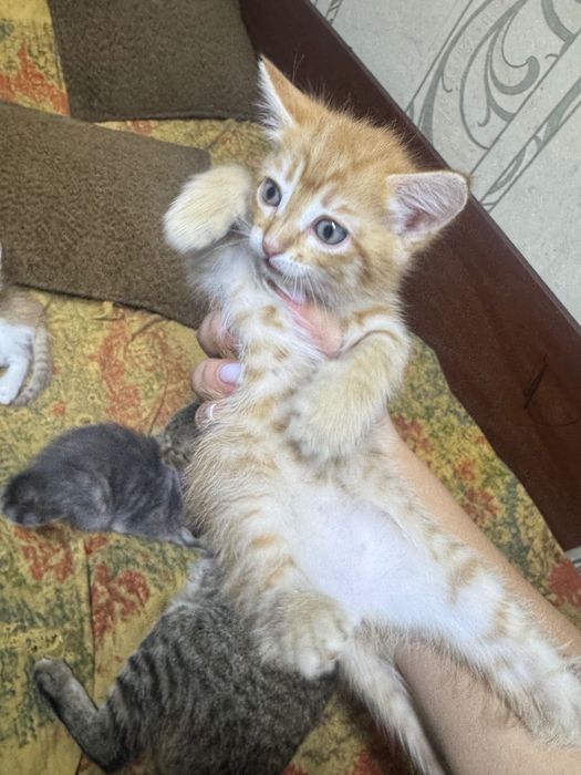 Отдам в хорошие руки котят