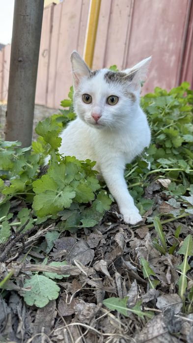 Два красивых кастрированных братика в ответственные руки