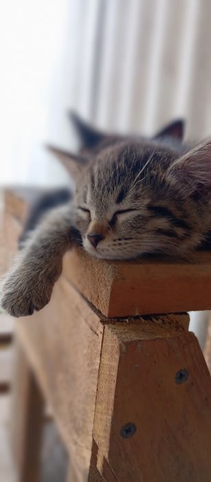 Кошка. Котёнок. Бесплатно.