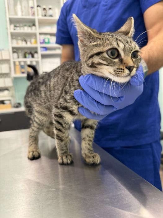 Малко коте търси дом