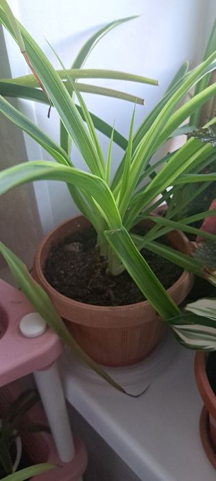 Продается хлорофитум