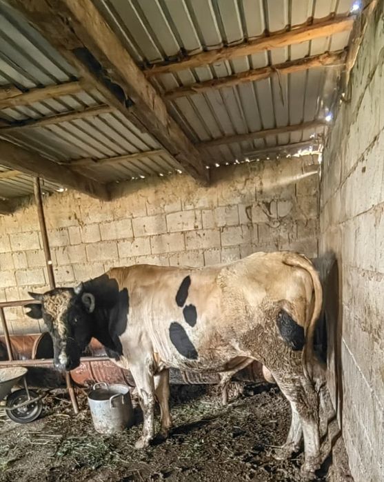 Срочно продам быка