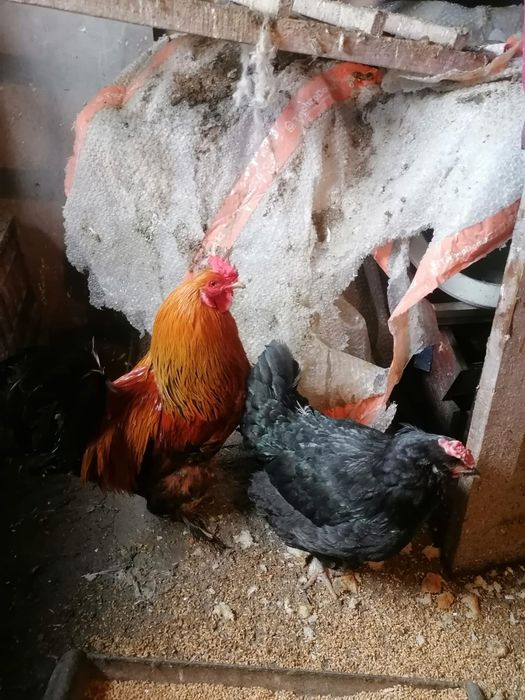 Продам домашних голубей