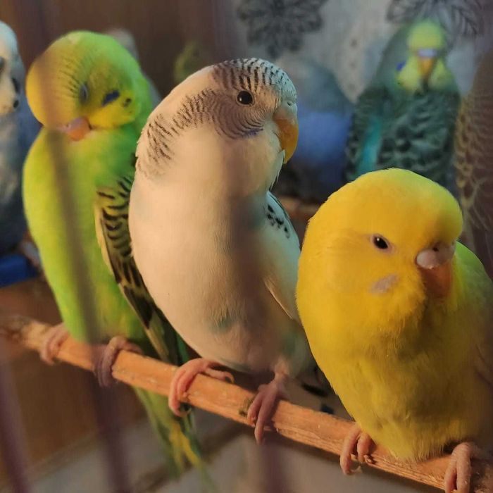 Продам волнистых попугаев