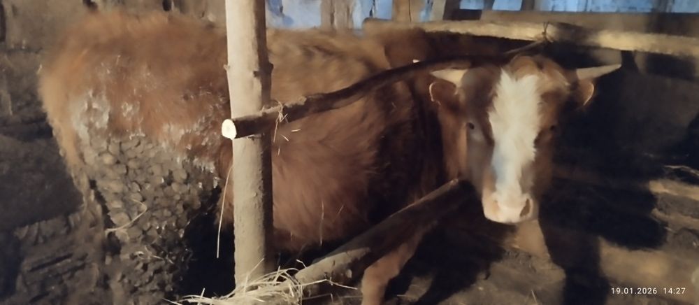 Продам 2 быков хороший