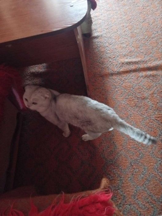 шотландская вислоухая кот (скоттиш-фолд).