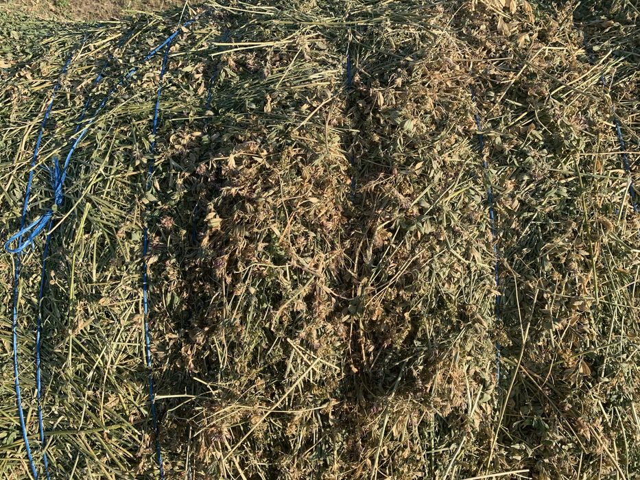 Baloti de lucerna 125/125